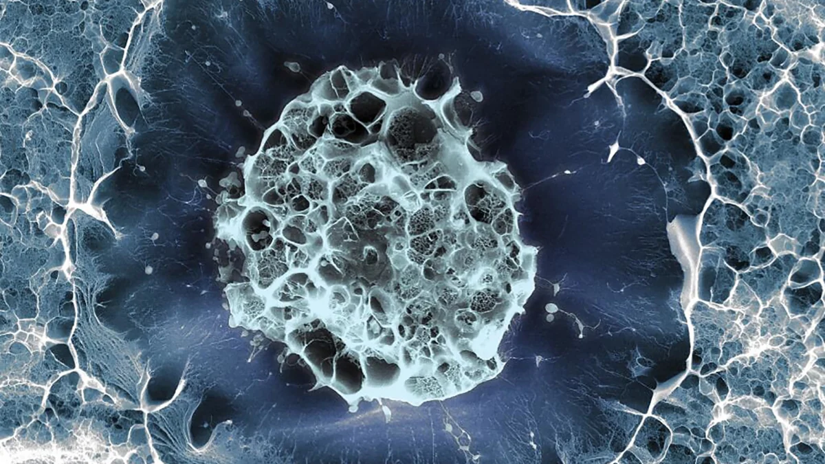 celulas madre puerto vallarta2