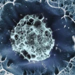 celulas madre puerto vallarta2