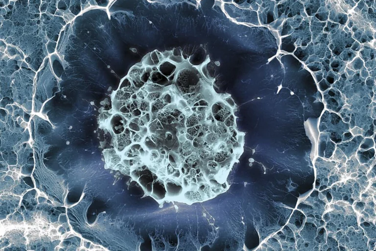 celulas madre puerto vallarta2