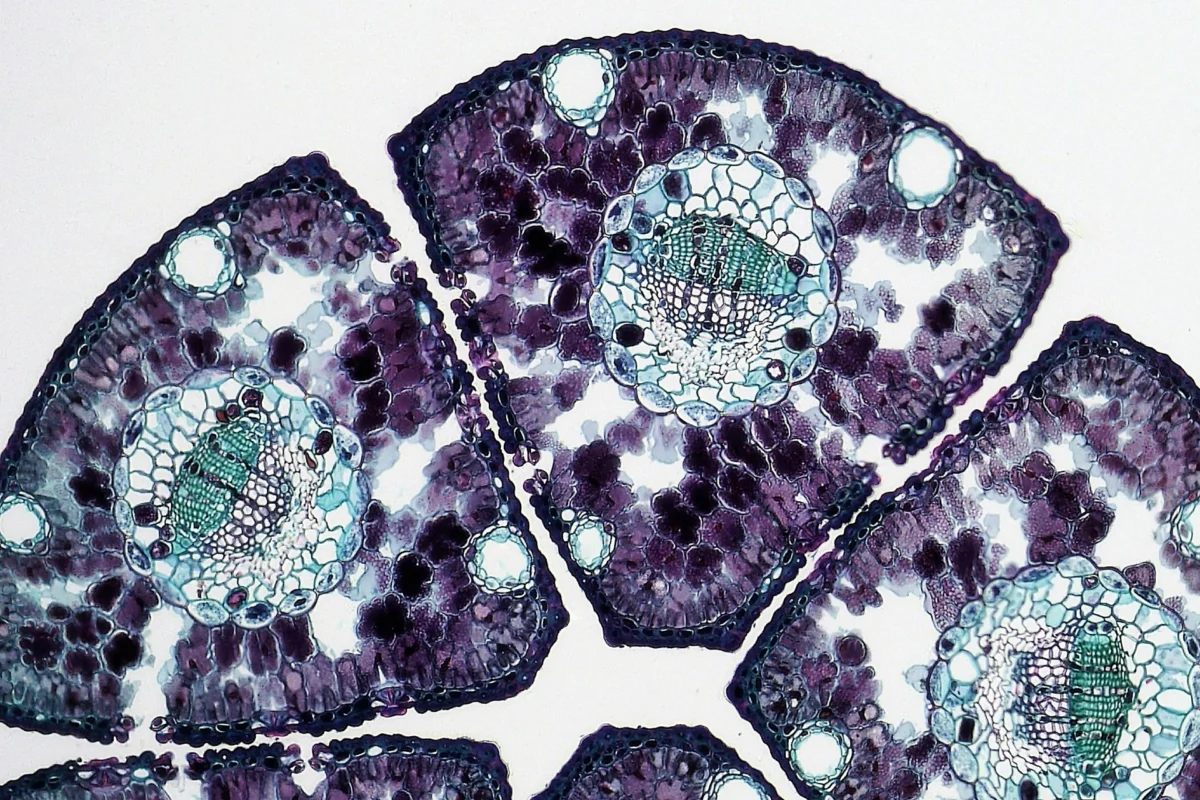 pexels fayette reynolds m s 181007507 11198521