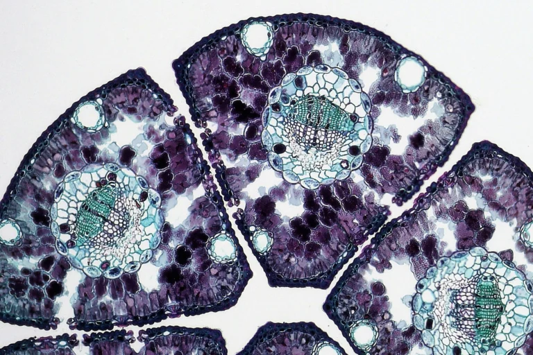 pexels fayette reynolds m s 181007507 11198521