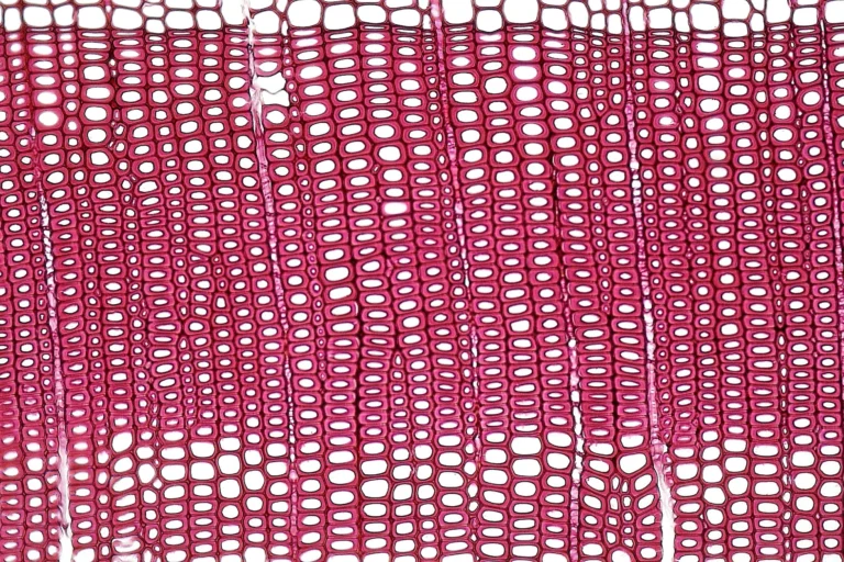 pexels fayette reynolds m s 181007507 11210353