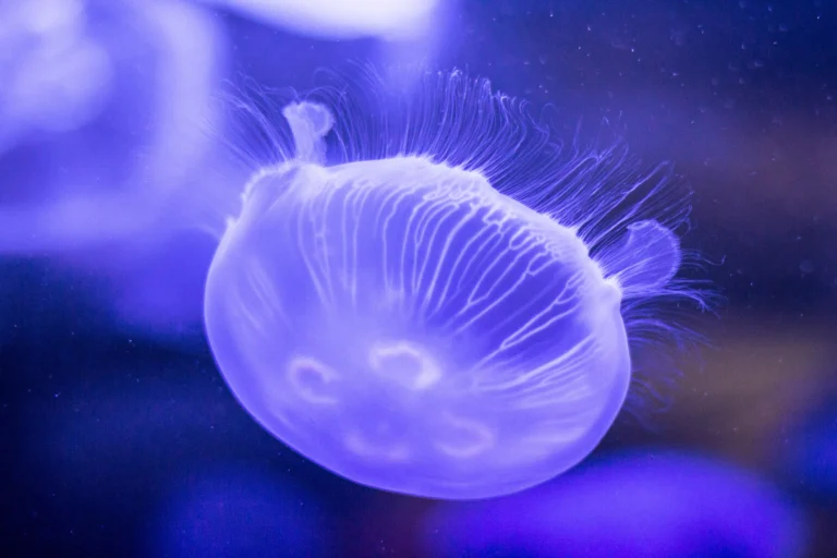purple jellyfish closeup